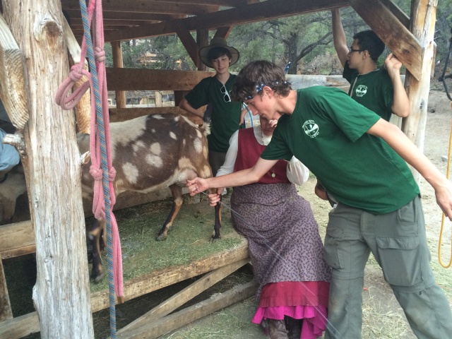2015-07-01-Philmont-5star-023-New-Abreau-goat-milking-Dax-Chance-Sebastian.jpg