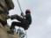 2015-07-10-Philmont-5star-028-Dean-Cow-climbing-rapelling-Dax.jpg
