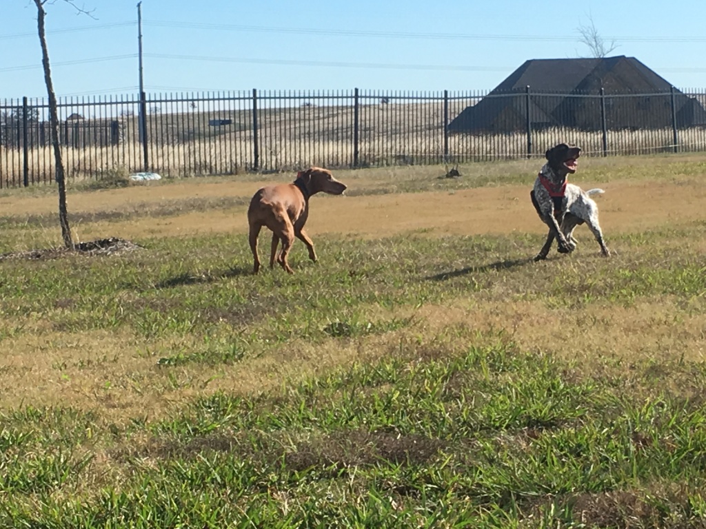 2017/01(January)/Bevo-Blaze/1024x768_2017-01-02-01-Bevo-Blaze.JPG