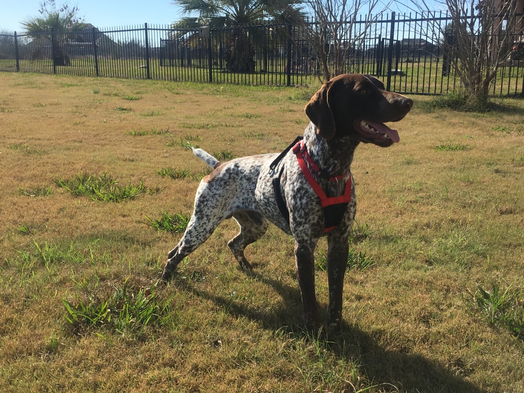 2017/01(January)/Bevo-Blaze/1024x768_2017-01-02-06-Bevo-Blaze.JPG