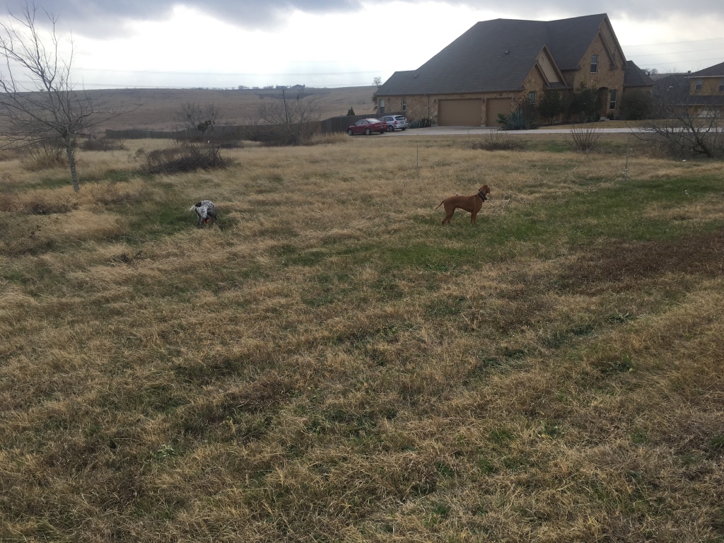 2017/01(January)/Bevo-Blaze/1024x768_2017-01-12-Bevo-Blaze.JPG