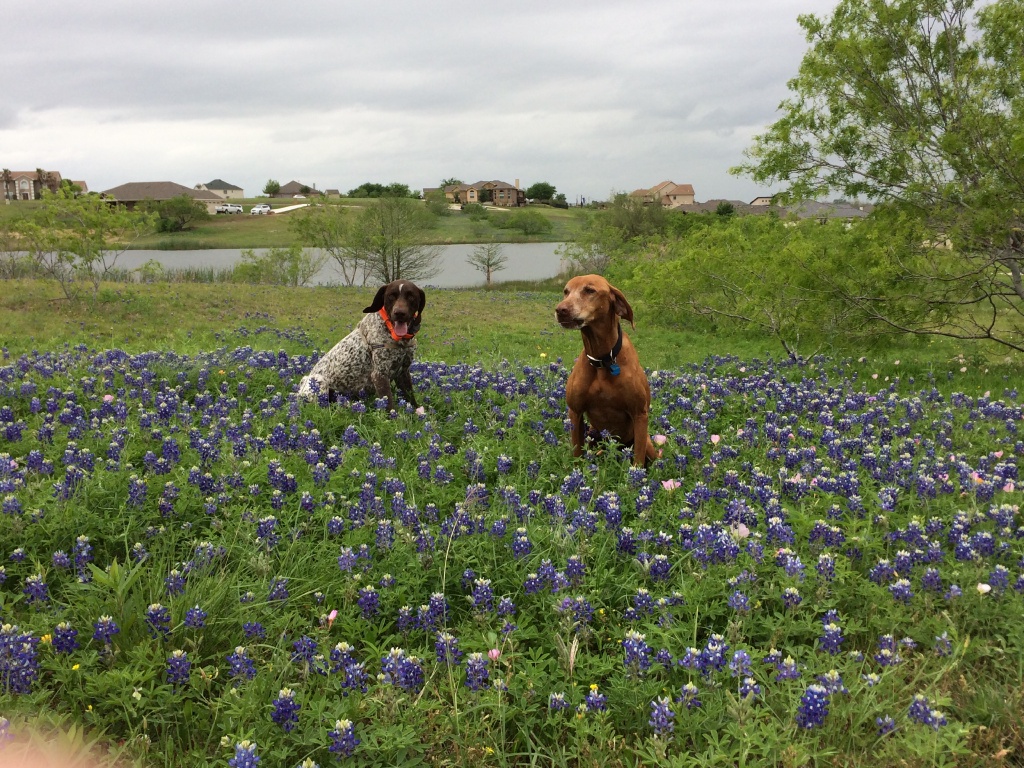 2017/01(January)/Bevo-Blaze/1024x768_2017-04-01-Bevo-Blaze-12-Bluebonnets.JPG