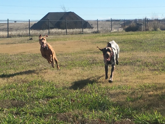2017/01(January)/Bevo-Blaze/640x480_2017-01-02-02-Bevo-Blaze.JPG
