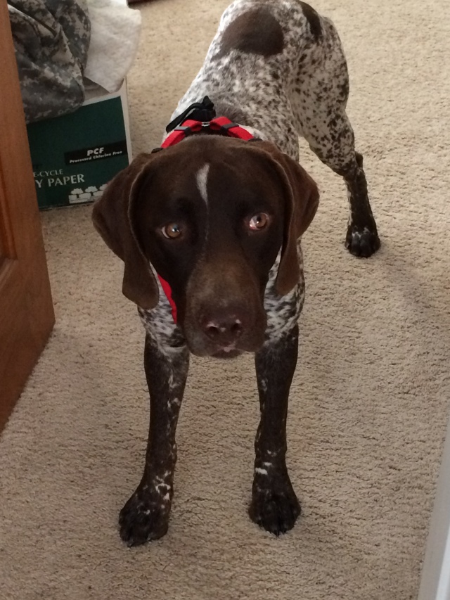 2017/01(January)/Bevo-Blaze/640x480_2017-01-03-Bevo-Blaze-2.JPG