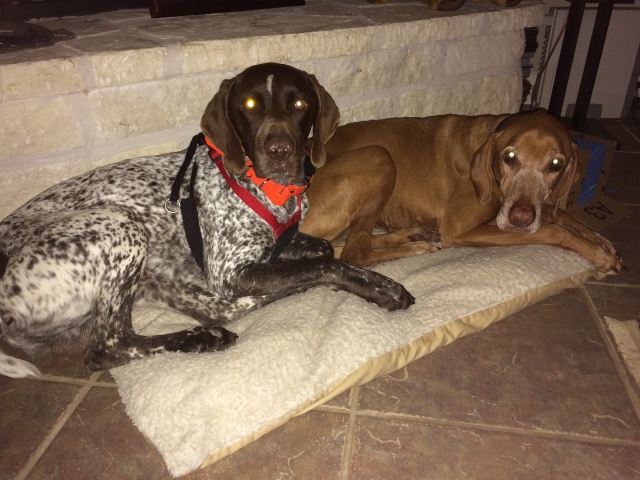 2017/01(January)/Bevo-Blaze/640x480_2017-01-17-4-Bevo-Blaze.JPG