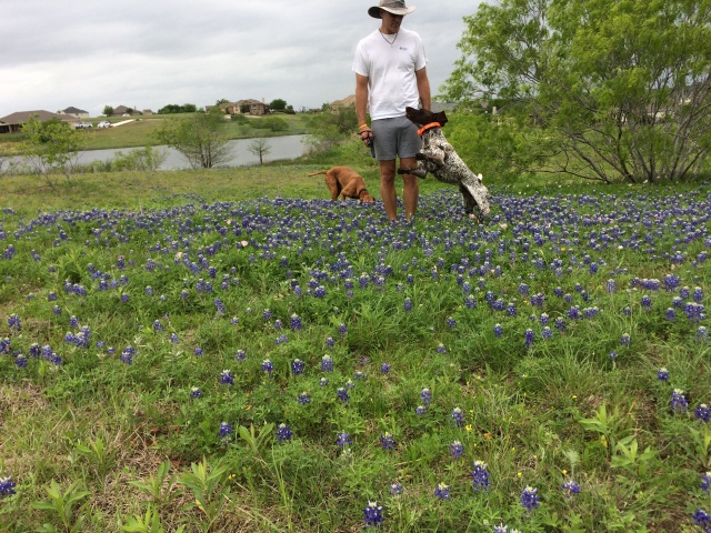 2017/01(January)/Bevo-Blaze/640x480_2017-04-01-Bevo-Blaze-04-Bluebonnets-Travis.JPG