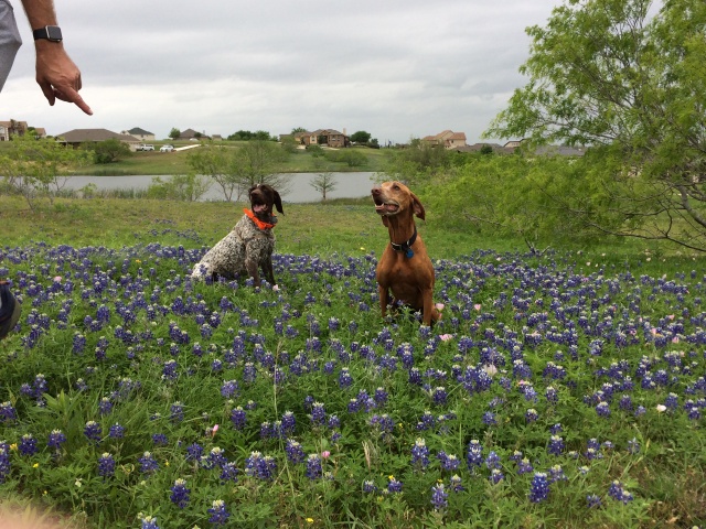 2017/01(January)/Bevo-Blaze/640x480_2017-04-01-Bevo-Blaze-10-Bluebonnets.JPG