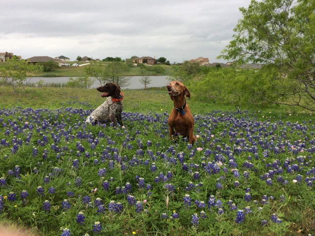 2017/01(January)/Bevo-Blaze/640x480_2017-04-01-Bevo-Blaze-11-Bluebonnets.JPG