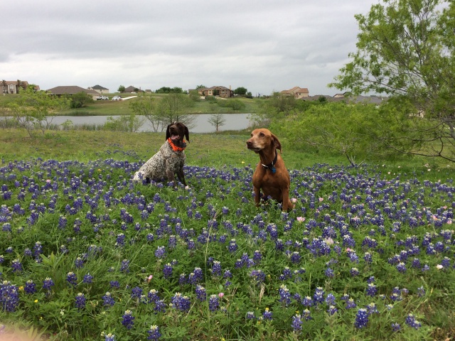 2017/01(January)/Bevo-Blaze/640x480_2017-04-01-Bevo-Blaze-13-Bluebonnets.JPG