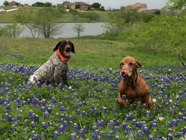 2017/01(January)/Bevo-Blaze/640x480_2017-04-01-Bevo-Blaze-16-Bluebonnets.JPG