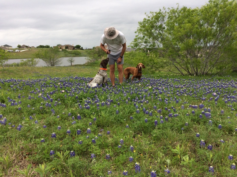 2017/01(January)/Bevo-Blaze/800x600_2017-04-01-Bevo-Blaze-06-Bluebonnets-Travis.JPG