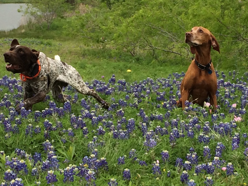 2017/01(January)/Bevo-Blaze/800x600_2017-04-01-Bevo-Blaze-08-Bluebonnets.JPG
