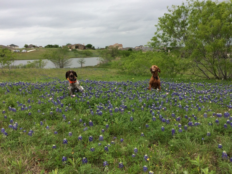 2017/01(January)/Bevo-Blaze/800x600_2017-04-01-Bevo-Blaze-09-Bluebonnets.JPG