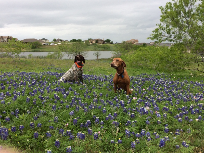 2017/01(January)/Bevo-Blaze/800x600_2017-04-01-Bevo-Blaze-13-Bluebonnets.JPG