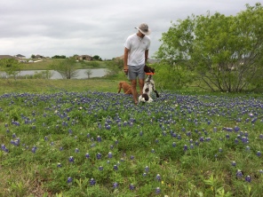 2017-04-01-Bevo-Blaze-05-Bluebonnets-Travis.JPG