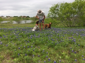 2017-04-01-Bevo-Blaze-06-Bluebonnets-Travis.JPG