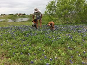 2017-04-01-Bevo-Blaze-07-Bluebonnets-Travis.JPG