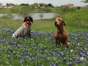 2017-04-01-Bevo-Blaze-14-Bluebonnets.JPG