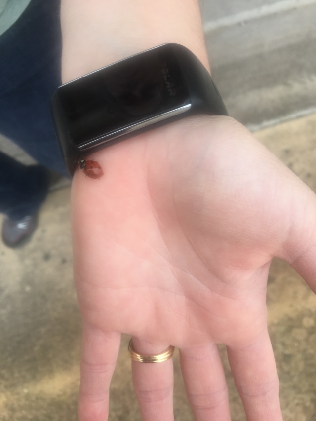 2017-02-06-Ladybugs-from-Grammy-1.JPG
