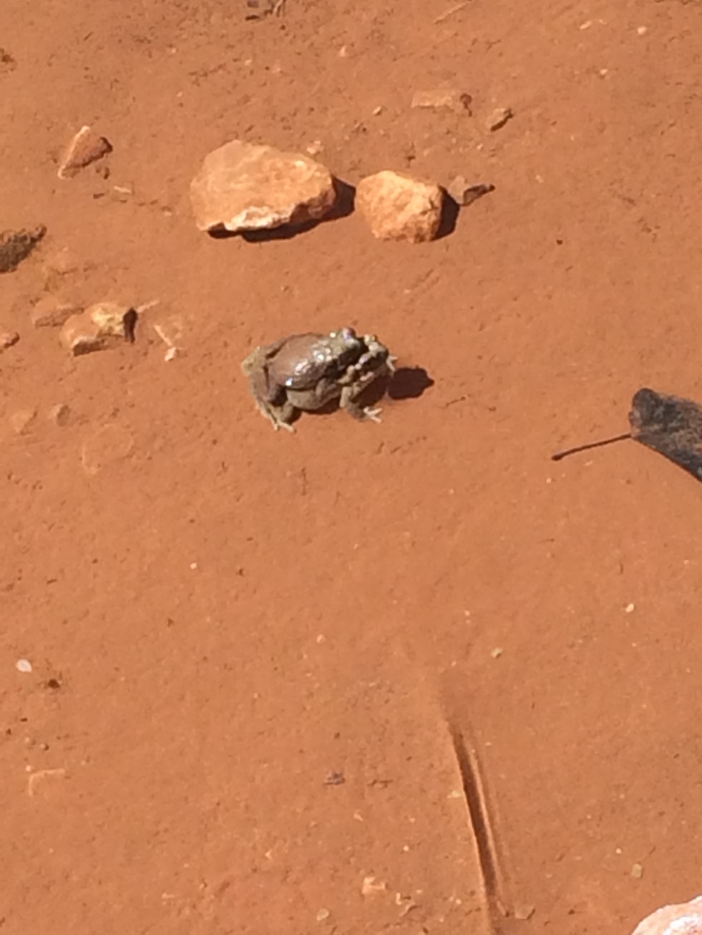 2017/03(March)/Grand-Canyon-Best/1024x768_2017-03-14-Grand-Canyon-Day2-08-frogs-mating.JPG