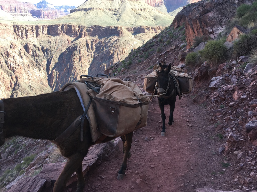 2017-03-15-Grand-Canyon-Day3-15-donkeys.JPG