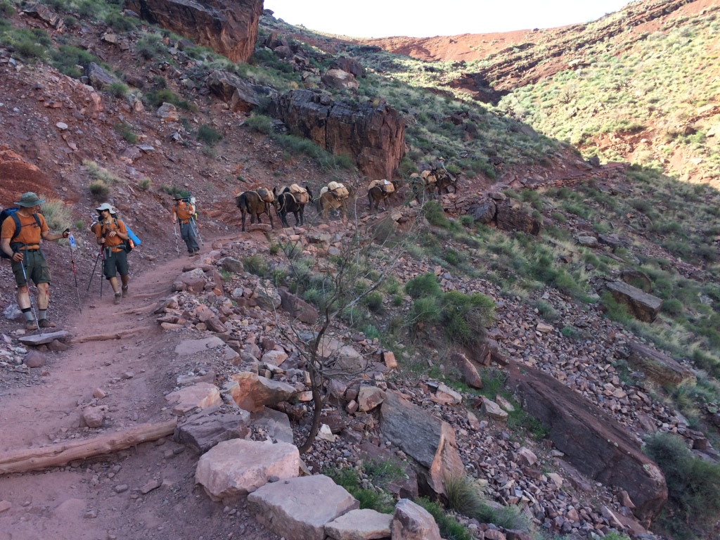 2017/03(March)/Grand-Canyon-Best/1024x768_2017-03-15-Grand-Canyon-Day3-30-Pat-Sebastian-Ben-donkeys.JPG