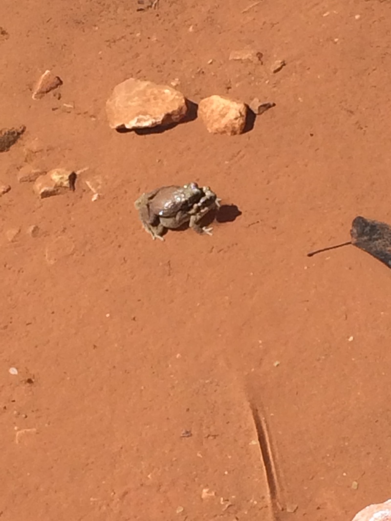 2017/03(March)/Grand-Canyon-Best/800x600_2017-03-14-Grand-Canyon-Day2-08-frogs-mating.JPG