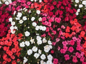 2017-03-25-Universal-Studios-15-flowers.JPG