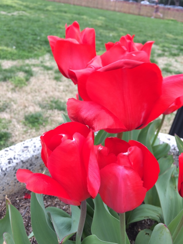 2017-04-05-tulips.JPG