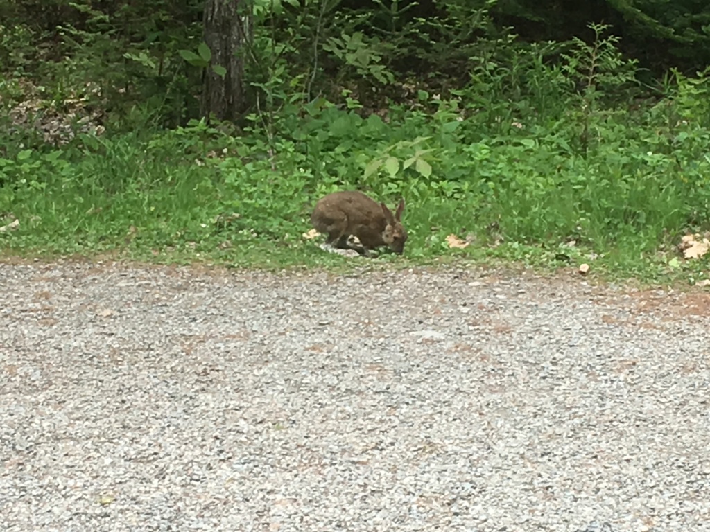 2017/05(May)/Maine-Mt-Katahdin/1024x768_2017-05-29-Maine-08-Bangor-rabbit.JPG