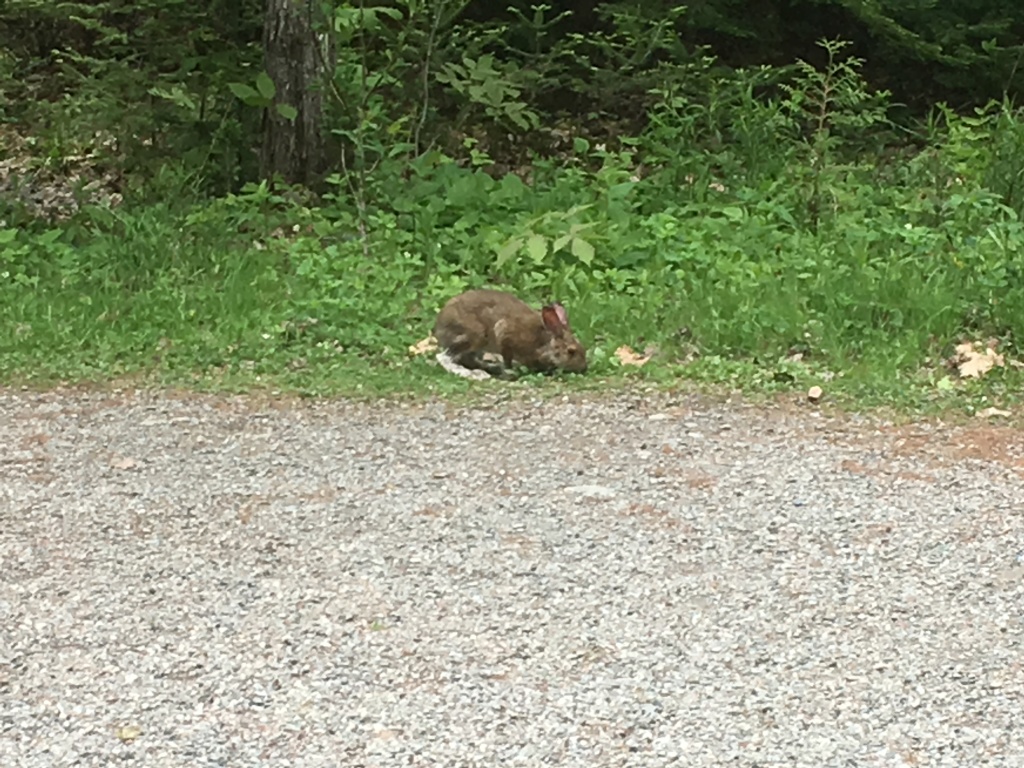 2017/05(May)/Maine-Mt-Katahdin/1024x768_2017-05-29-Maine-09-Bangor-rabbit.JPG