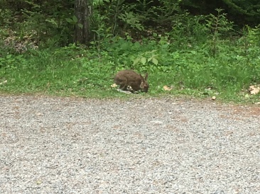 2017-05-29-Maine-08-Bangor-rabbit.JPG