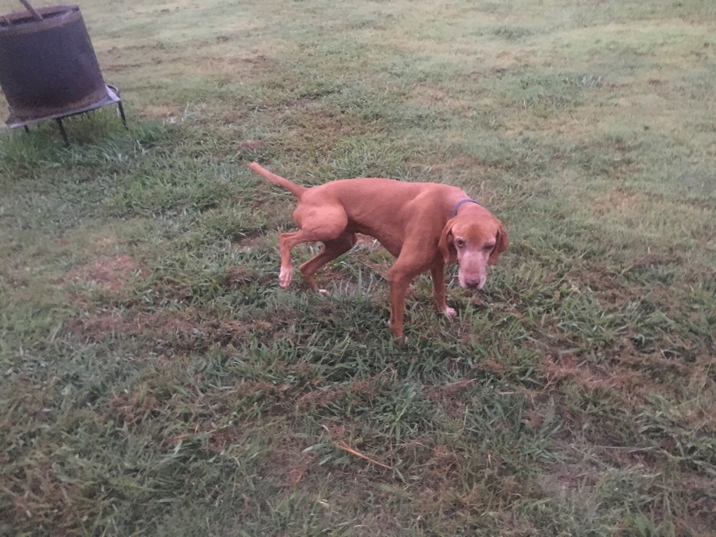 2017-06-12-Bevo.JPG