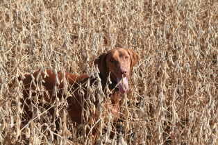 2011-10-01-SD-Hunting-19-Bevo-GOOD.JPG