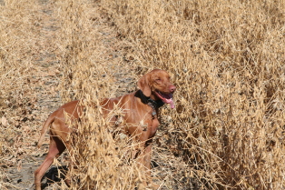 2011-10-02-SD-Hunting-43-Bevo-GOOD.JPG