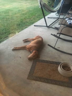 2017-07-18-End-of-Days-for-Bevo-1.JPG