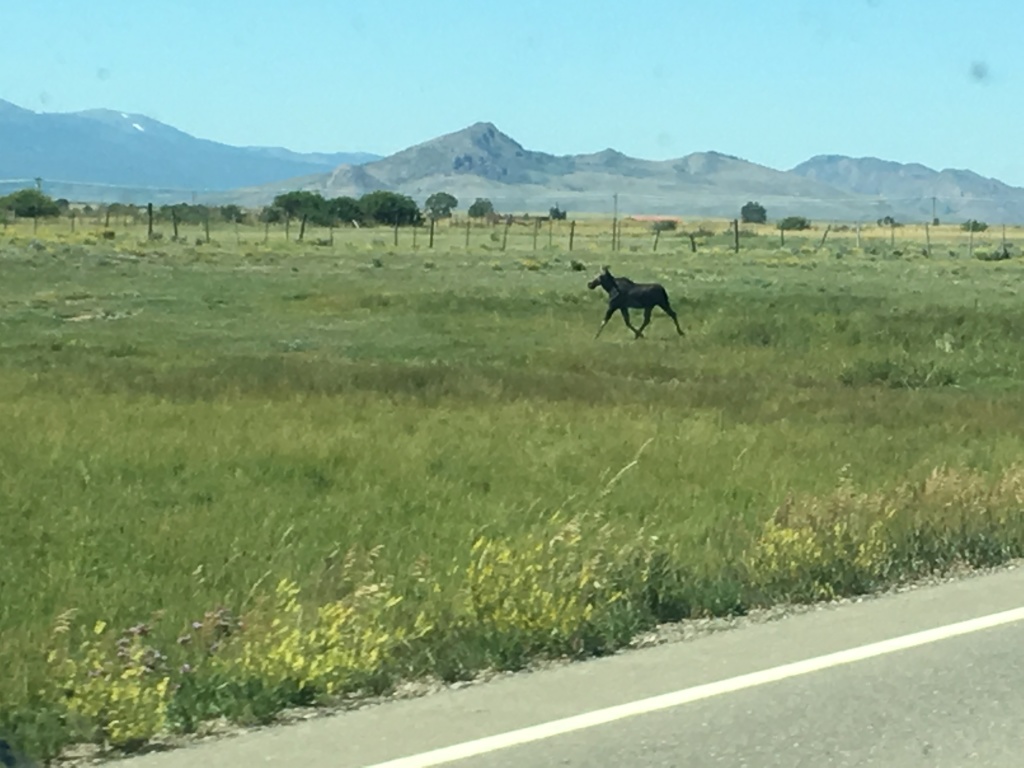 2017-08-19-Travel-from-Breckenridge-to-Wyoming-03-Moose.JPG