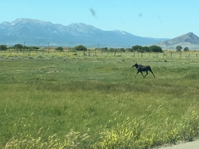 2017-08-19-Travel-from-Breckenridge-to-Wyoming-04-Moose.JPG