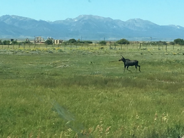 2017-08-19-Travel-from-Breckenridge-to-Wyoming-05-Moose.JPG