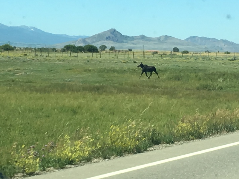 2017-08-19-Travel-from-Breckenridge-to-Wyoming-03-Moose.JPG