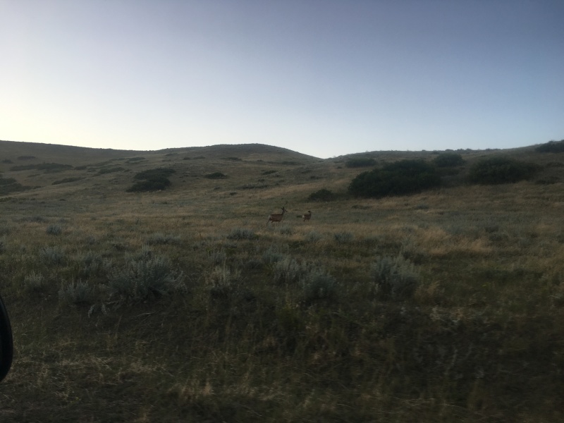 2017-08-19-Travel-from-Breckenridge-to-Wyoming-07-Antelope.JPG