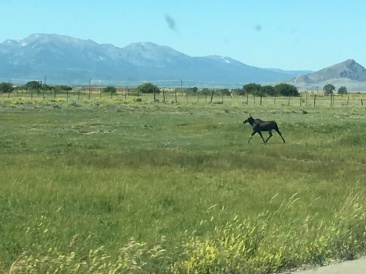 2017-08-19-Travel-from-Breckenridge-to-Wyoming-04-Moose.JPG