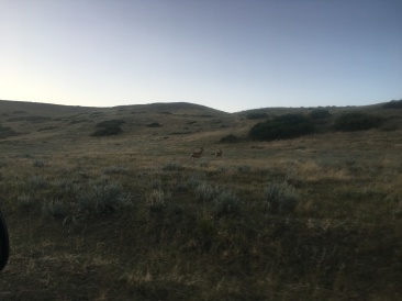 2017-08-19-Travel-from-Breckenridge-to-Wyoming-07-Antelope.JPG