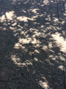 2017-08-21-Eclipse-Day-55.JPG