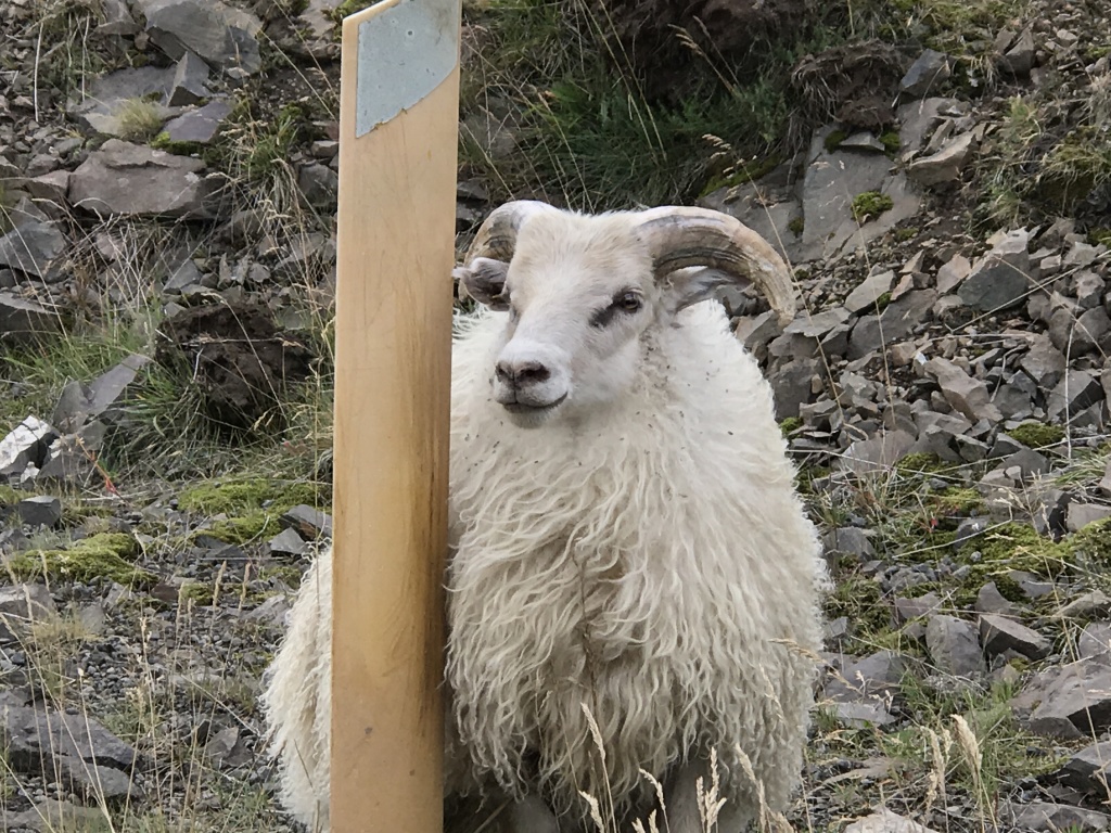2017-08-28-Iceland-039-photogenic-sheep-GOOD.JPG