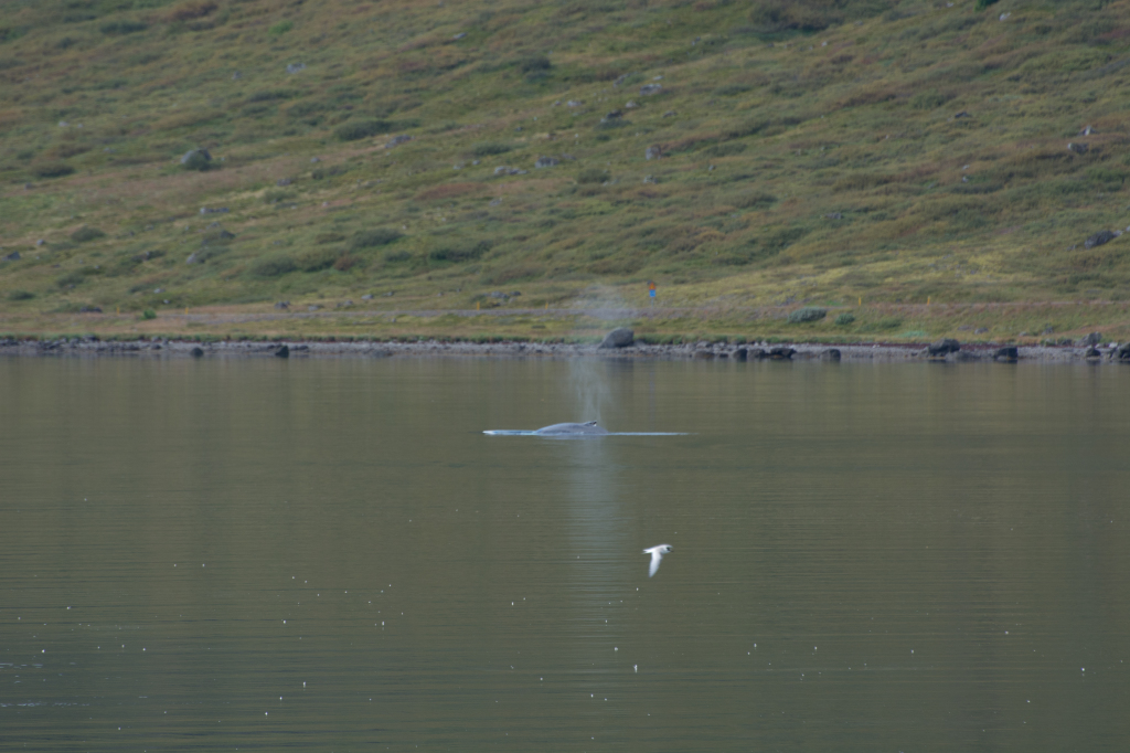 2017-08-29-Iceland-063-near-Djupvegur-whale-watching-seagull.jpg