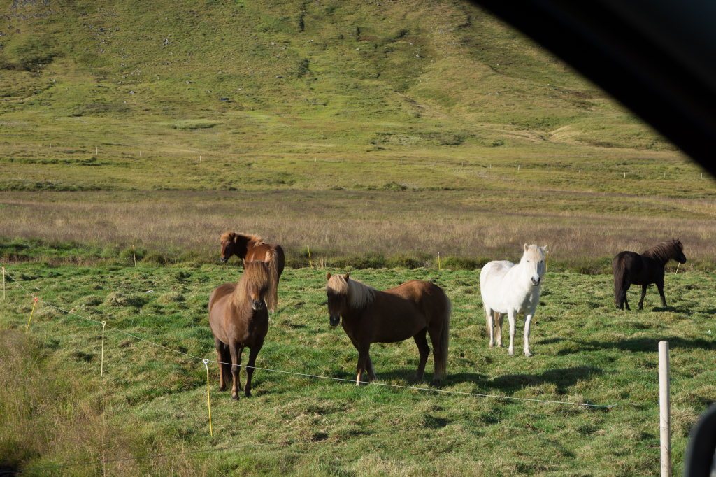 2017-08-29-Iceland-021-horses.jpg