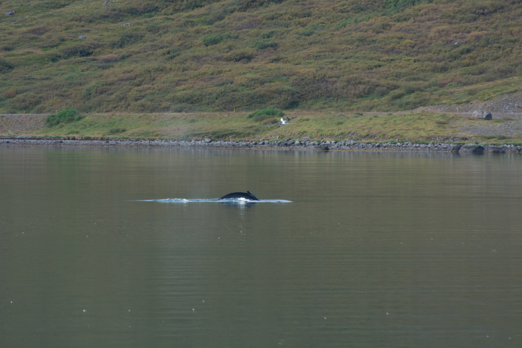 2017-08-29-Iceland-058-near-Djupvegur-whale-watching.jpg
