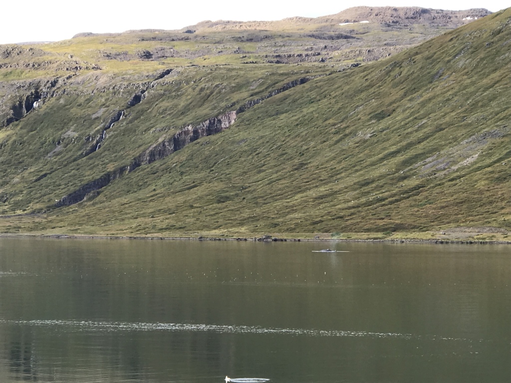 2017-08-29-Iceland-061-near-Djupvegur-whale-watching.JPG