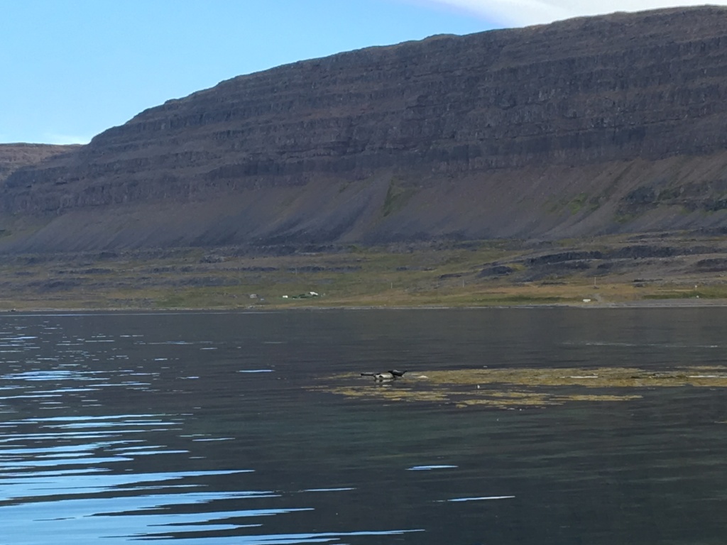 2017-08-29-Iceland-064-near-Djupvegur-seals.JPG
